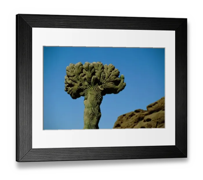Framed Print : North America, USA, Arizona, Phoenix. Desert Botanical Garden, crested saguaro cactus