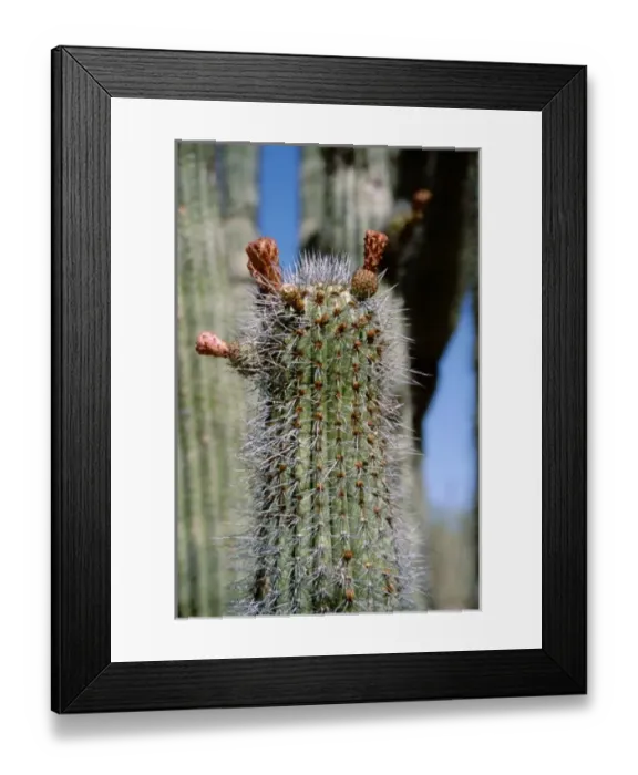 Framed Print : USA, North America, Arizona Framed Print : USA, North America, Arizona