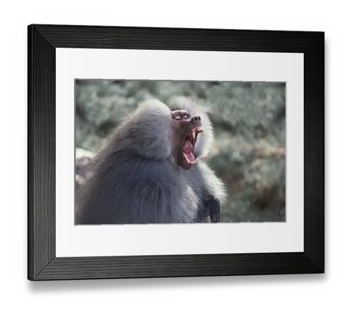 Framed Print : North America, USA, Arizona, Phoenix Zoo. Hamadryas Baboon (Papio hamadryas) Framed Print : North America, USA, Arizona, Phoenix Zoo. Hamadryas Baboon (Papio hamadryas)