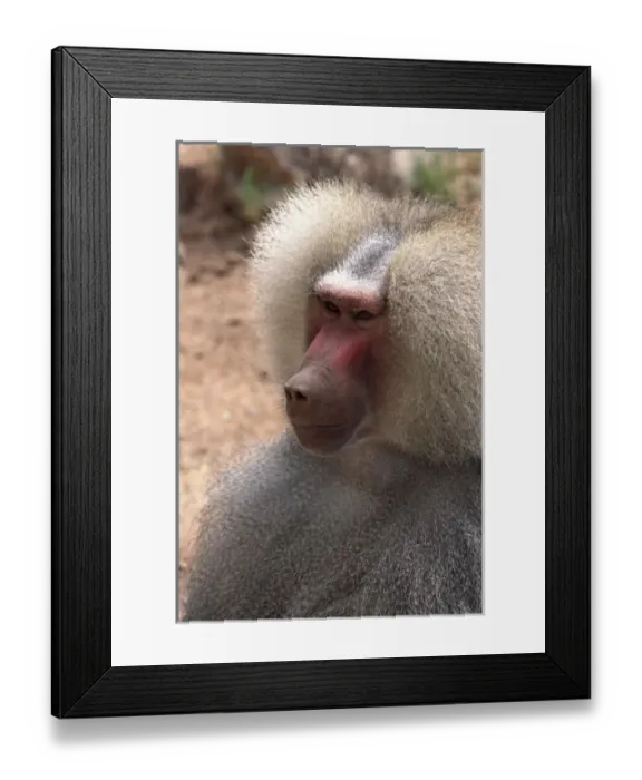 Framed Print : North America, USA, Arizona, Phoenix Zoo. Hamadryas Baboon (Papio hamadryas) Framed Print : North America, USA, Arizona, Phoenix Zoo. Hamadryas Baboon (Papio hamadryas)