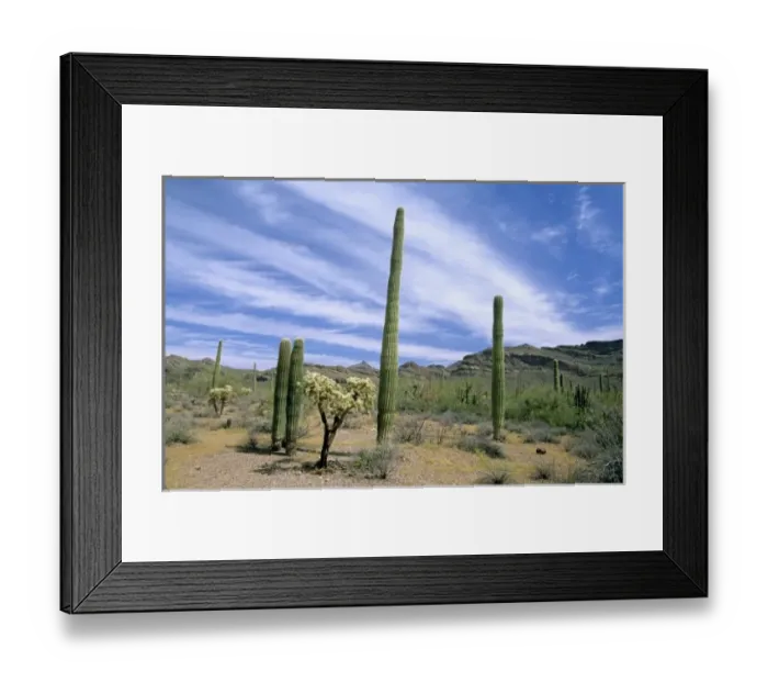 Framed Print : Desert cactus at Organ Pipe National Monument, Arizona Framed Print : Desert cactus at Organ Pipe National Monument, Arizona