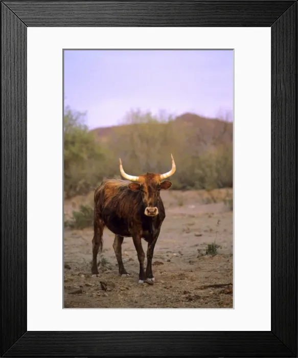 Framed Print : Longhorn cattle in Arizona