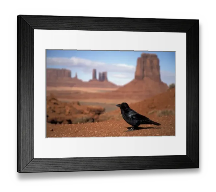 Framed Print : Raven sitting in front of Monument Valley background Framed Print : Raven sitting in front of Monument Valley background