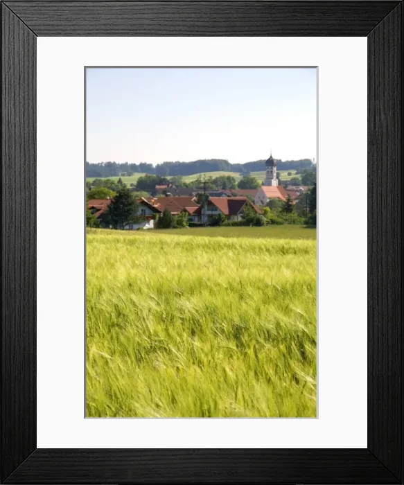 Framed Print : Barley grain field near Amersee, Germany Framed Print : Barley grain field near Amersee, Germany