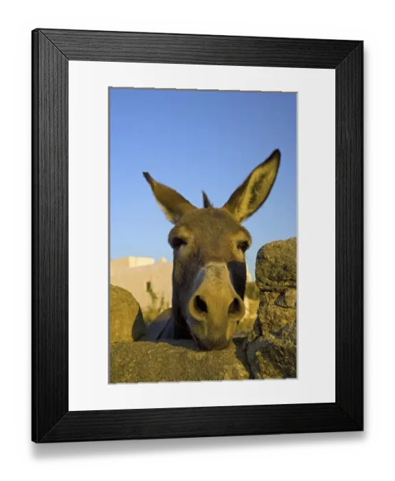 Framed Print : Greece and Greek Island of Mykonos and the harbor town of Hora, and donkey looking Framed Print : Greece and Greek Island of Mykonos and the harbor town of Hora, and donkey looking
