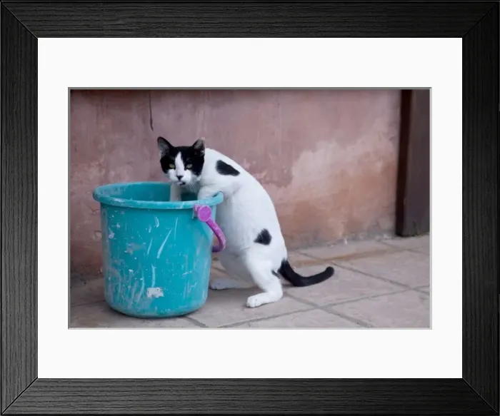 Framed Print : Greece, Crete, Chania, Old Harbor, Cat in bucket, drinking
