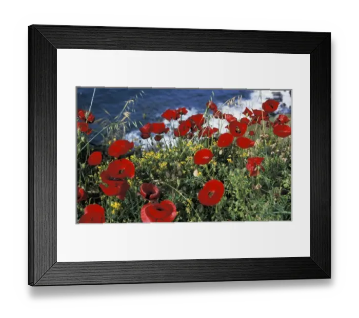 Framed Print : Greece, Ikaria. Poppies in spring Framed Print : Greece, Ikaria. Poppies in spring
