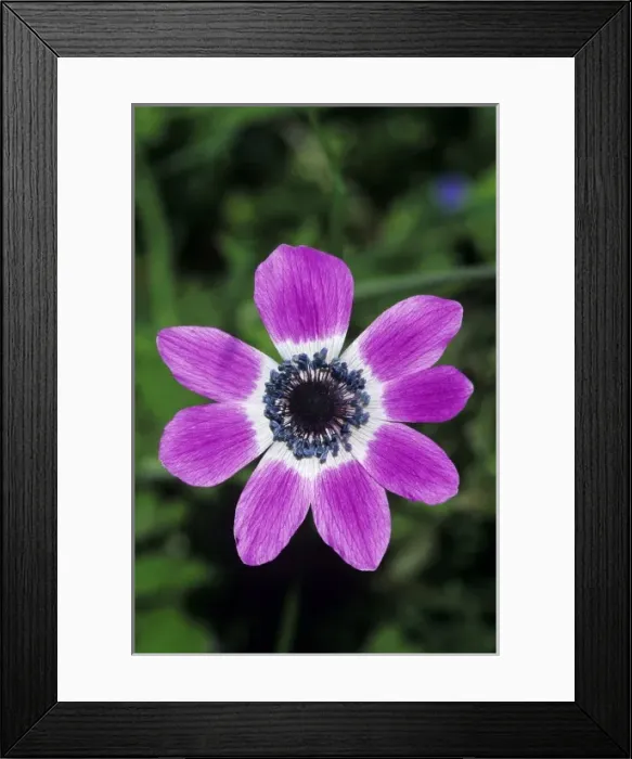Framed Print : Poppy Anemone, Anemone coronaria, blooming, Samos, Greek Island, Greece