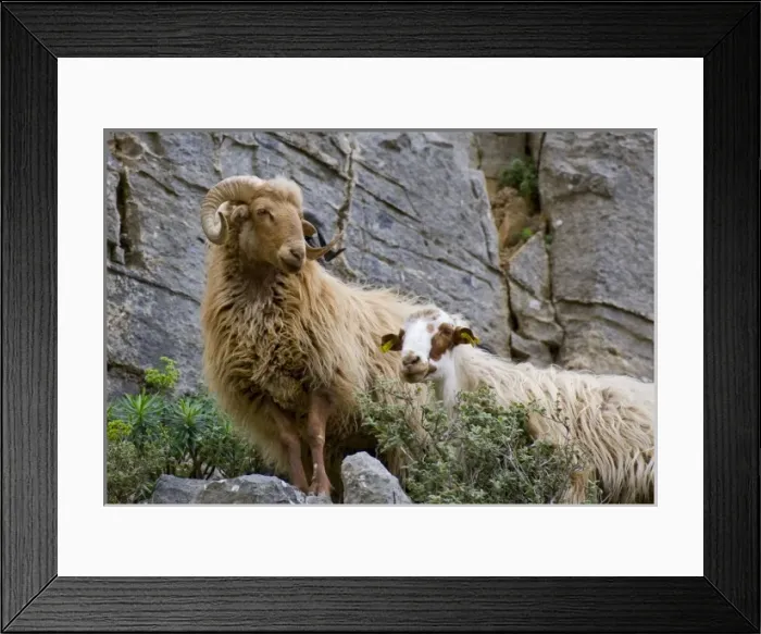 Framed Print : Greece, Crete. Sheep in Kavousi Gorge. Lasithi Region