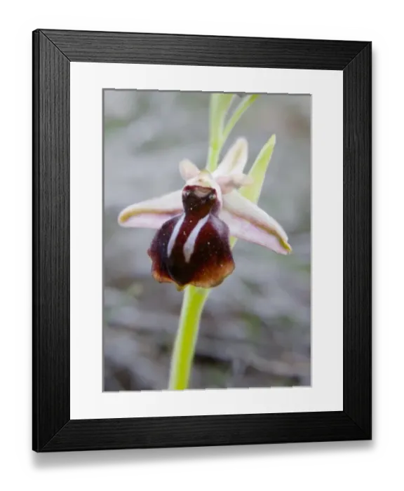Framed Print : Greece, Crete. Orchid in bloom (Ophrys sprunerii)