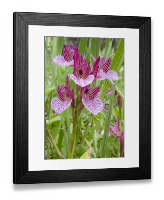 Framed Print : Europe, Greece Framed Print : Europe, Greece