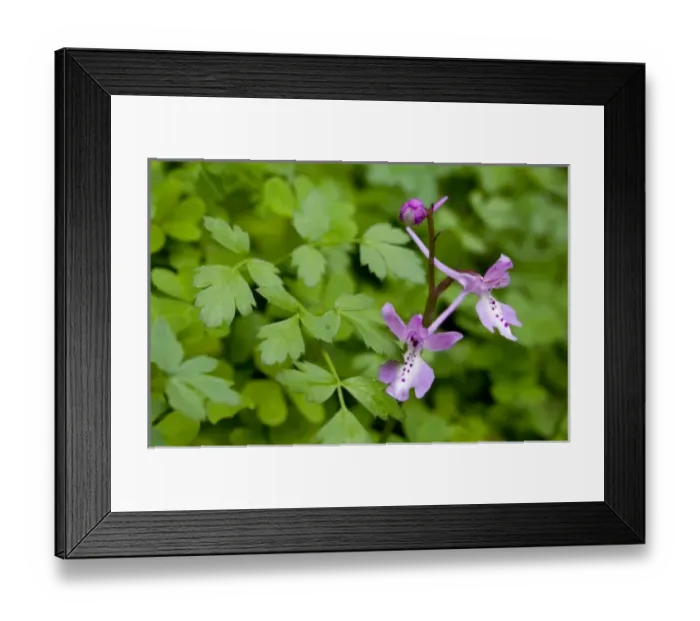 Framed Print : Greece, Crete. Four-spotted orchid in bloom (Orchis quadripunctata) Framed Print : Greece, Crete. Four-spotted orchid in bloom (Orchis quadripunctata)