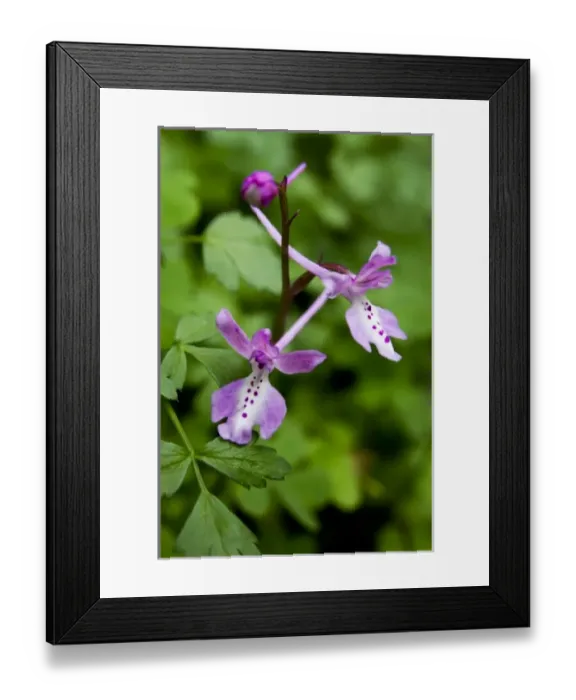 Framed Print : Greece, Crete. Four-spotted orchid in bloom (Orchis quadripunctata)