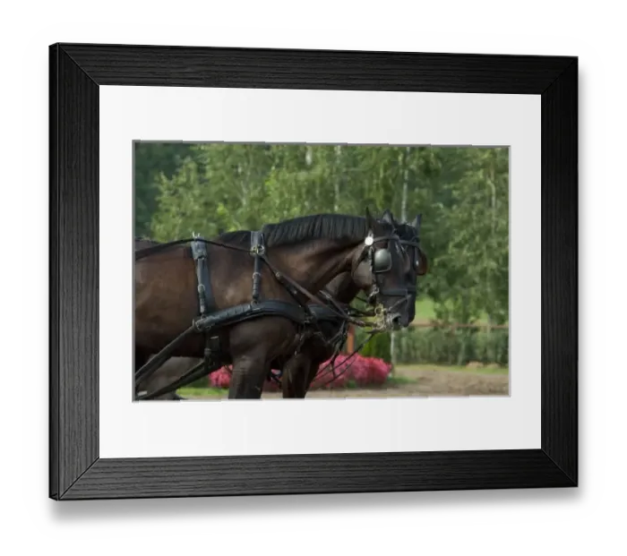 Framed Print : Hungary, Budapest, Lazsr Lovaspark, home to famous Hungarian cowboy horse show. Team of horses