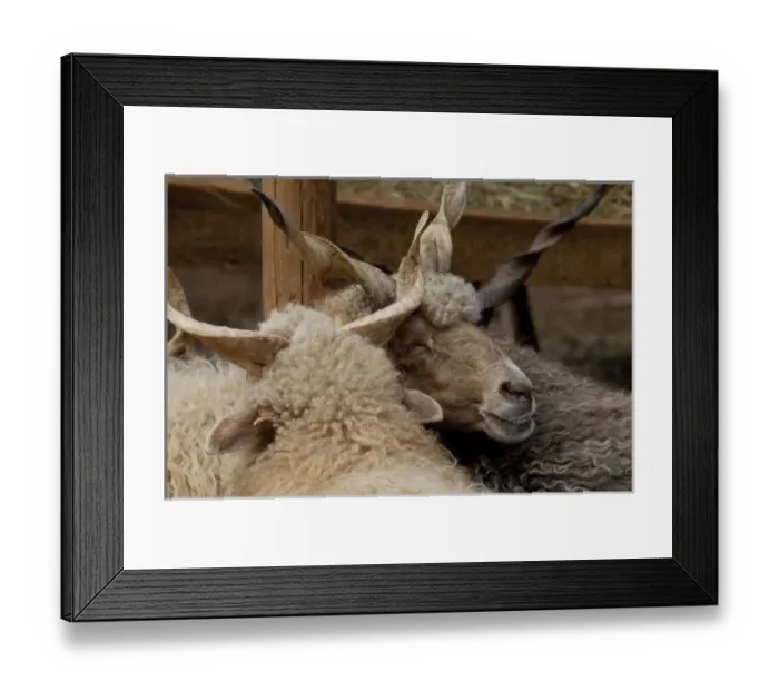 Framed Print : Europe, Hungary Framed Print : Europe, Hungary