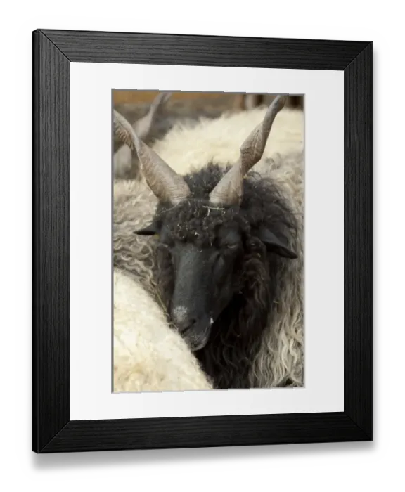 Framed Print : Europe, Hungary Framed Print : Europe, Hungary