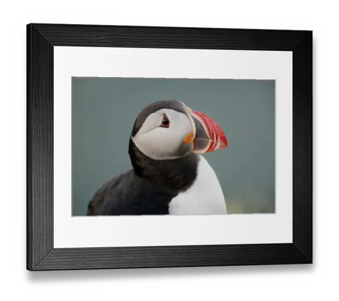 Framed Print : Iceland, Ingolfshofdi. Profile portrait of Atlantic puffin Framed Print : Iceland, Ingolfshofdi. Profile portrait of Atlantic puffin
