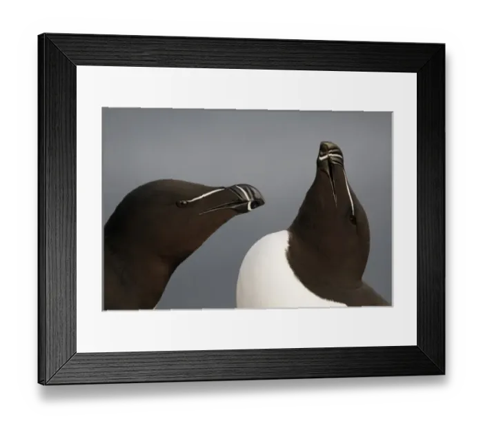 Framed Print : Iceland, Latrabjarg. Close-up of razorbills in courting behavior Framed Print : Iceland, Latrabjarg. Close-up of razorbills in courting behavior