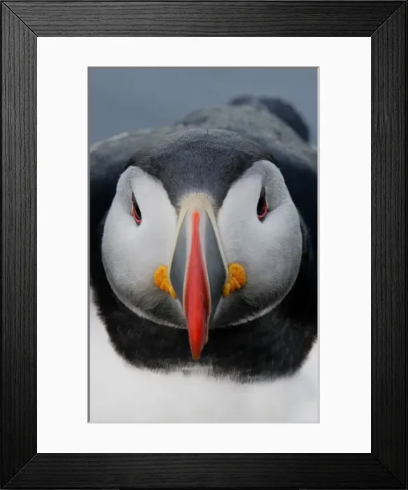 Framed Print : Iceland, Latrabjarg. Detail of Atlantic puffin head