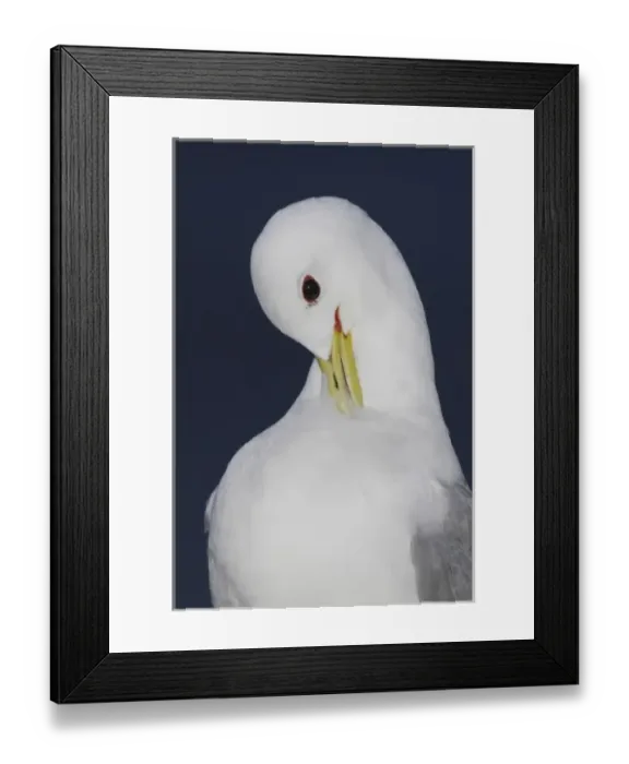 Framed Print : Iceland, Latrabjarg. Close-up of black-legged kittiwake preening
