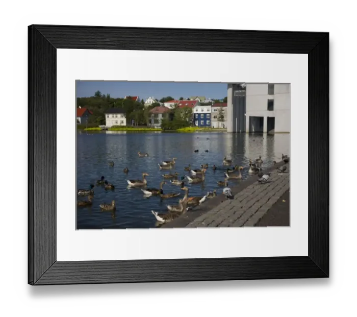 Framed Print : Iceland, Reykjavik. The Tjorninn, or duck pond in the city center Framed Print : Iceland, Reykjavik. The Tjorninn, or duck pond in the city center