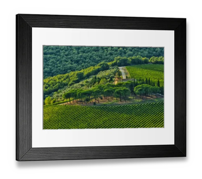 Framed Print : Italy, Tuscany, Greve. Late summer wine scenes along Tuscanys famed Via Chiantigiana