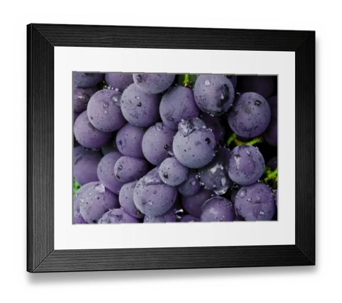Framed Print : Italy, Tuscany, Greve. Chianti grapes ready for harvest Framed Print : Italy, Tuscany, Greve. Chianti grapes ready for harvest
