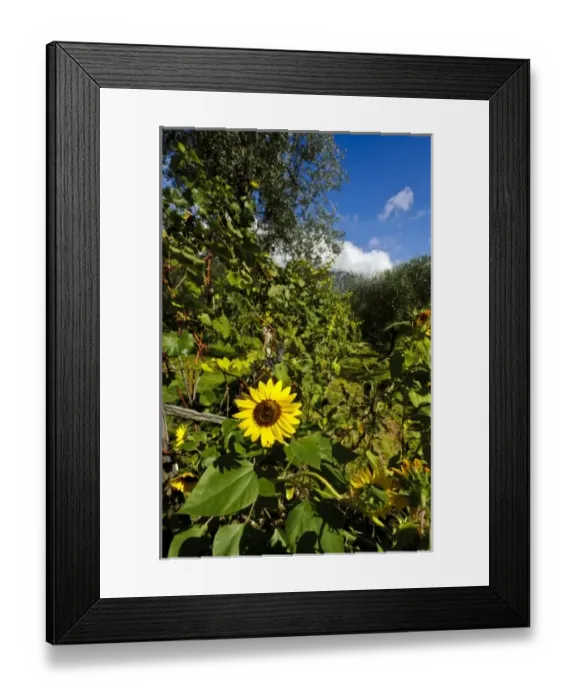 Framed Print : Italy, Lake Garda. Sunflowers and vineyards thrive near the shores of Lake Garda Framed Print : Italy, Lake Garda. Sunflowers and vineyards thrive near the shores of Lake Garda
