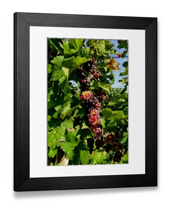 Framed Print : Italy, Lake Garda. The shores of Lake Garda are home to a thriving wine region Framed Print : Italy, Lake Garda. The shores of Lake Garda are home to a thriving wine region