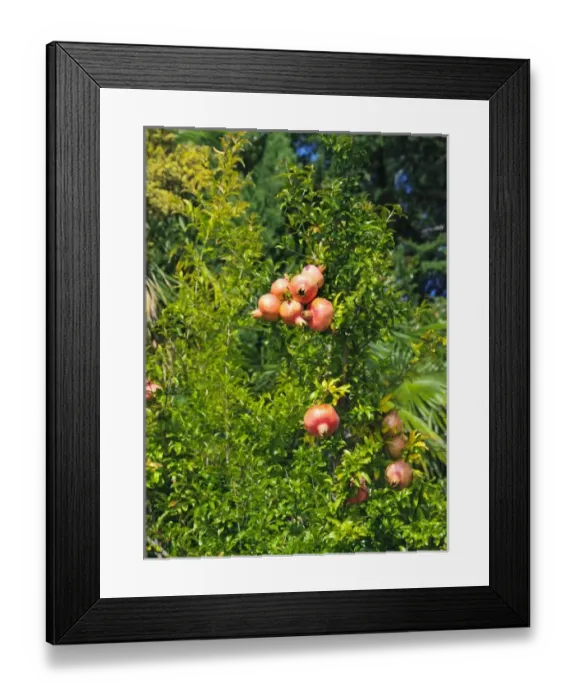 Framed Print : Europe, Italy Framed Print : Europe, Italy