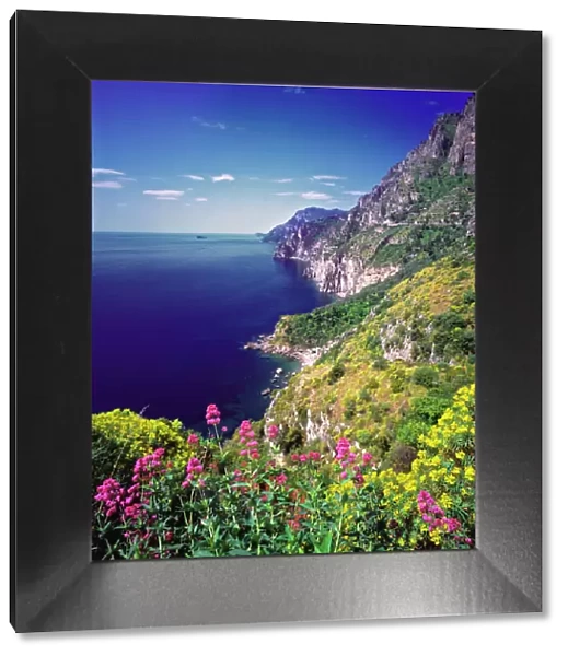 Europe, Italy, Amalfi Drive. Colorful wildflowers grow along the Amalfi Drive, or