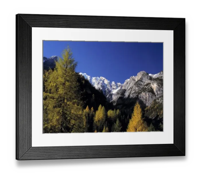Framed Print : Europe, Italy, Dolomite Alps. Larch trees in autumn colors foreground the snow-dusted Dolomite Alps Framed Print : Europe, Italy, Dolomite Alps. Larch trees in autumn colors foreground the snow-dusted Dolomite Alps