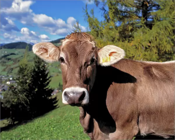 Europe, Italy, Dolomite Alps. A Swiss Brown cow greets hikers in the Dolomite Alps