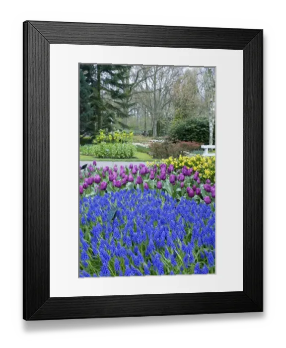 Framed Print : Netherlands, Holland, Lisse, Keukenhof Gardens Framed Print : Netherlands, Holland, Lisse, Keukenhof Gardens