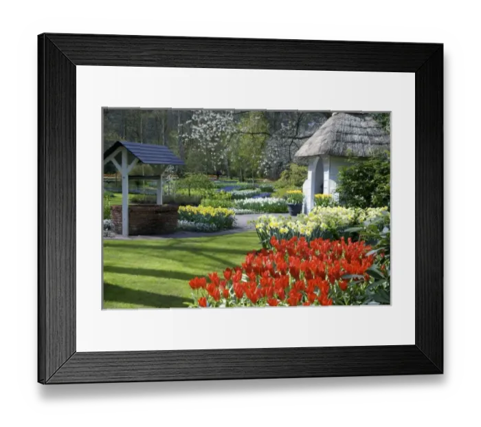 Framed Print : Netherlands, Holland, Lisse, Keukenhof Gardens Framed Print : Netherlands, Holland, Lisse, Keukenhof Gardens