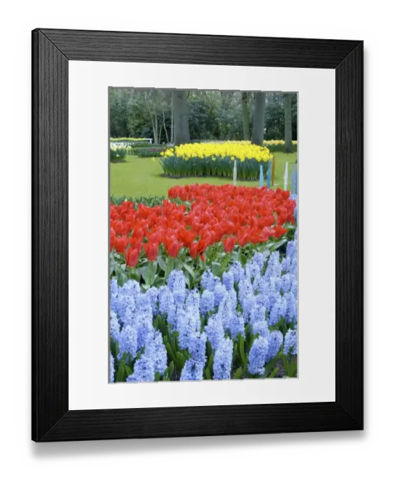 Framed Print : Netherlands, Holland, Lisse, Keukenhof Gardens Framed Print : Netherlands, Holland, Lisse, Keukenhof Gardens