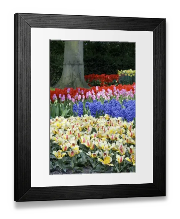 Framed Print : Europe, Netherlands, Holland Framed Print : Europe, Netherlands, Holland