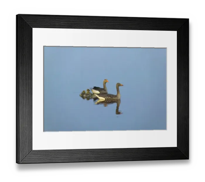 Framed Print : Two geese in the canal in Kinderdijk, Netherlands Framed Print : Two geese in the canal in Kinderdijk, Netherlands