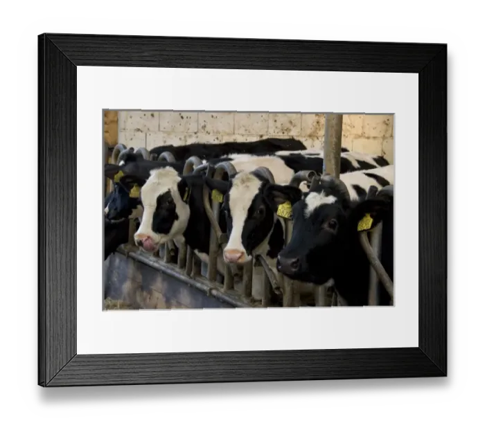 Framed Print : Europe, Netherlands, Holland