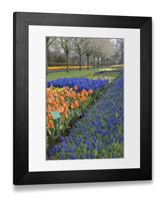 Framed Print : Netherlands, Holland, Lisse, Keukenhof Gardens Framed Print : Netherlands, Holland, Lisse, Keukenhof Gardens