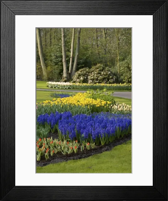 Framed Print : Netherlands, Holland, Lisse, Keukenhof Gardens Framed Print : Netherlands, Holland, Lisse, Keukenhof Gardens