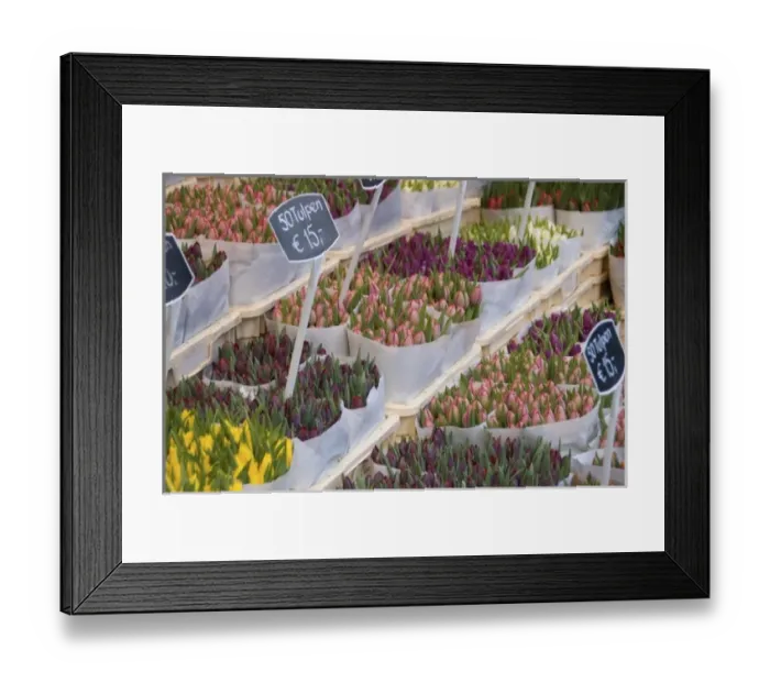 Framed Print : Netherlands, South Holland, Amsterdam Framed Print : Netherlands, South Holland, Amsterdam