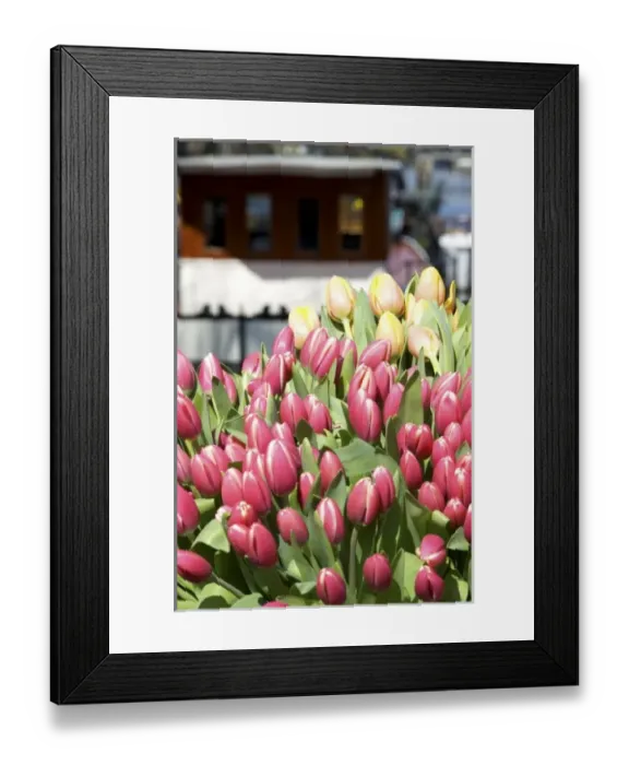 Framed Print : Netherlands, South Holland, Amsterdam Framed Print : Netherlands, South Holland, Amsterdam