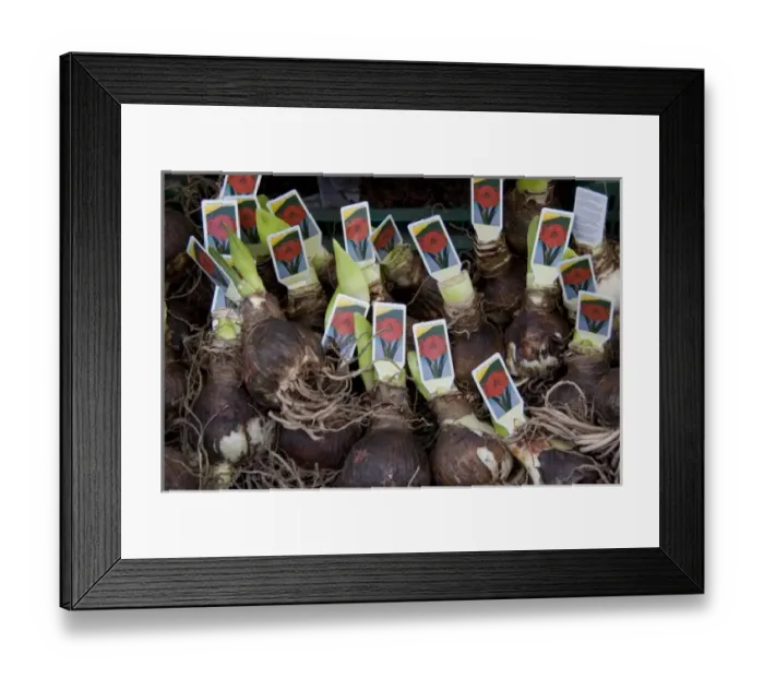 Framed Print : Europe, Netherlands, Holland Framed Print : Europe, Netherlands, Holland
