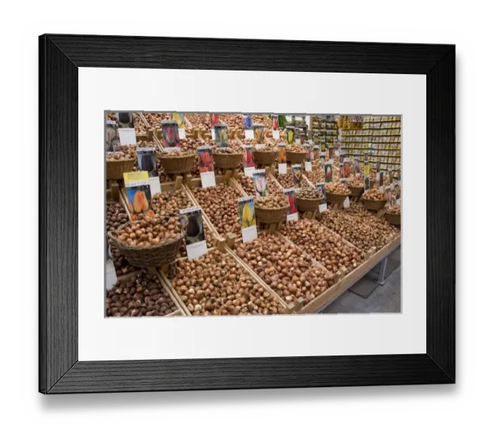 Framed Print : Tulip bulbs at the Bloemenmarket Framed Print : Tulip bulbs at the Bloemenmarket