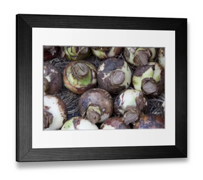 Framed Print : Bulbs at the Bloemenmarket Framed Print : Bulbs at the Bloemenmarket