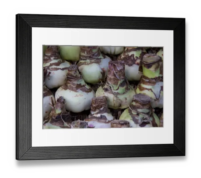 Framed Print : Bulbs at the Bloemenmarket