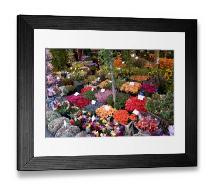 Framed Print : A colorful variety of flowers at the Bloemenmarket Framed Print : A colorful variety of flowers at the Bloemenmarket