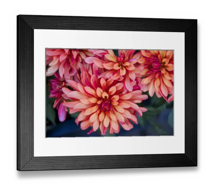 Framed Print : Bright colorful flowers at the Bloemenmarket Framed Print : Bright colorful flowers at the Bloemenmarket