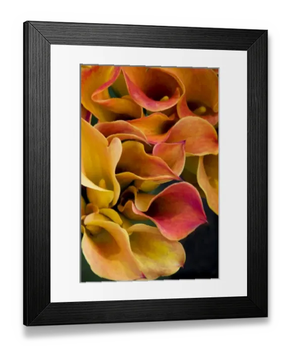 Framed Print : Bright colorful calla lilies at the Bloemenmarket Framed Print : Bright colorful calla lilies at the Bloemenmarket